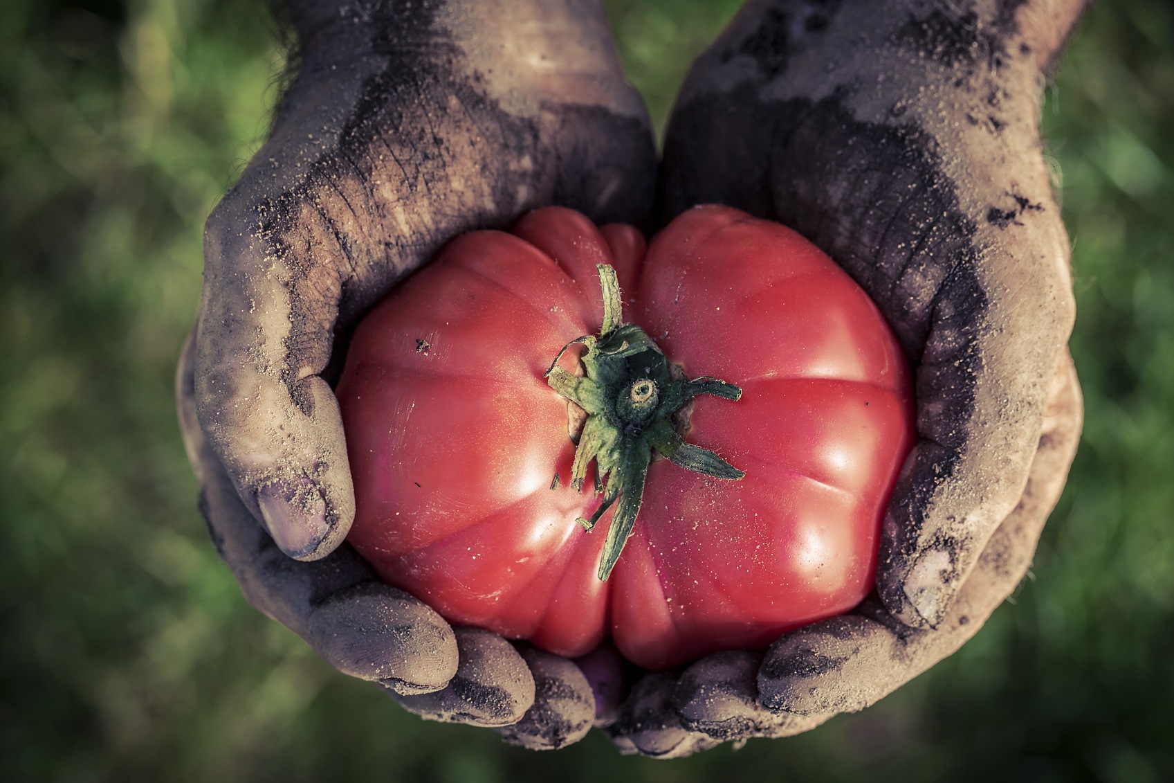 Freshly harvested tomatoes in hands.