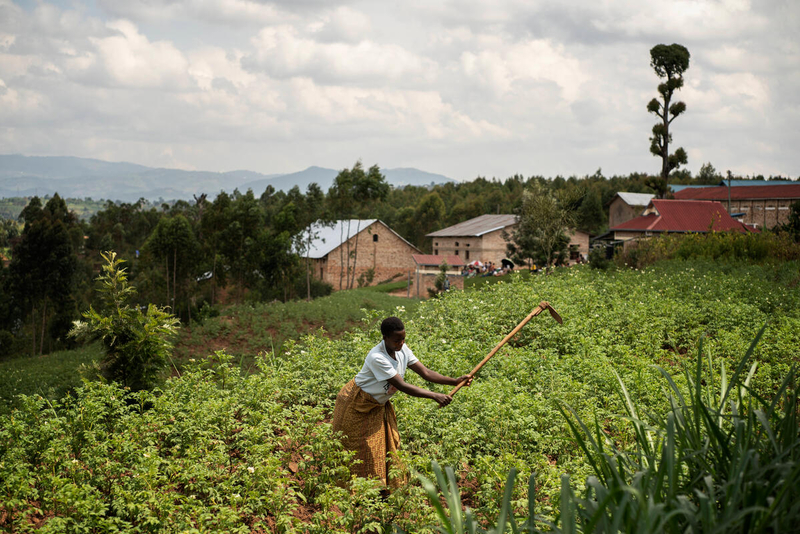 farmer working in a field