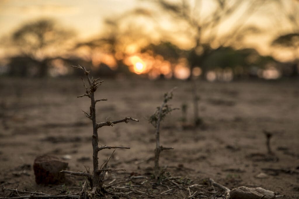 A drought ridden field is pictured at sunset, with dried up crops.