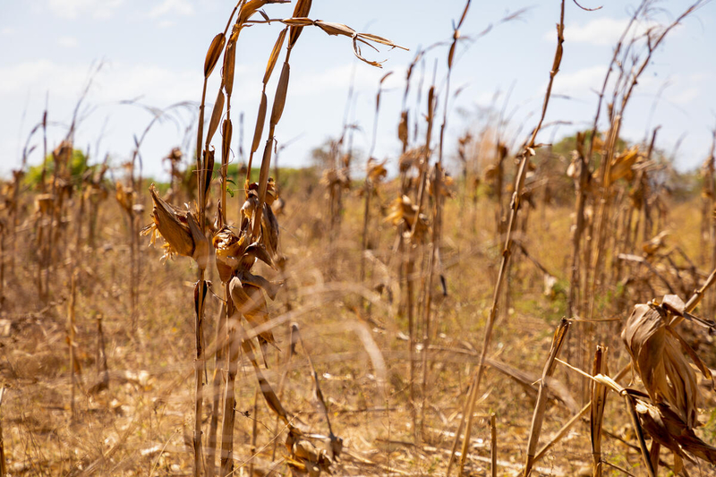 dried up crops