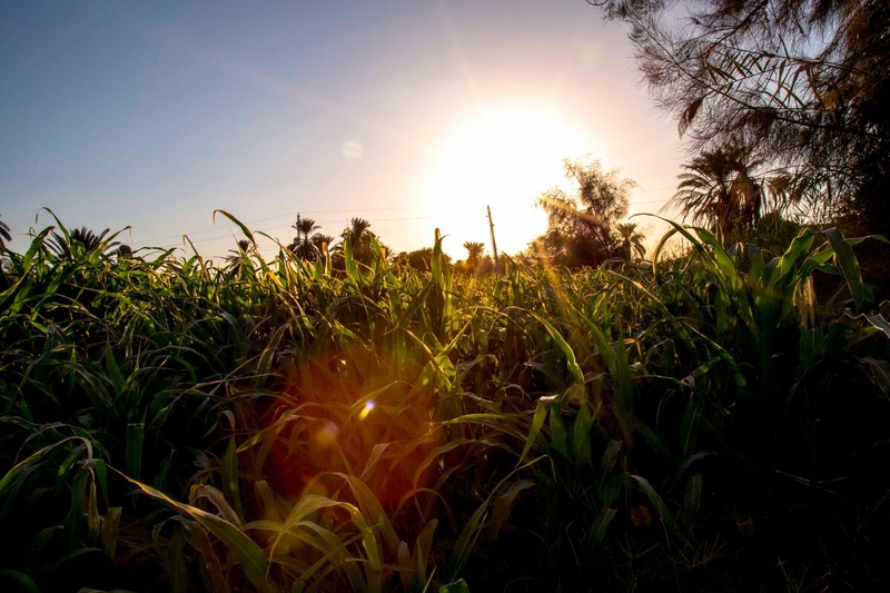 sunset over fields of crops