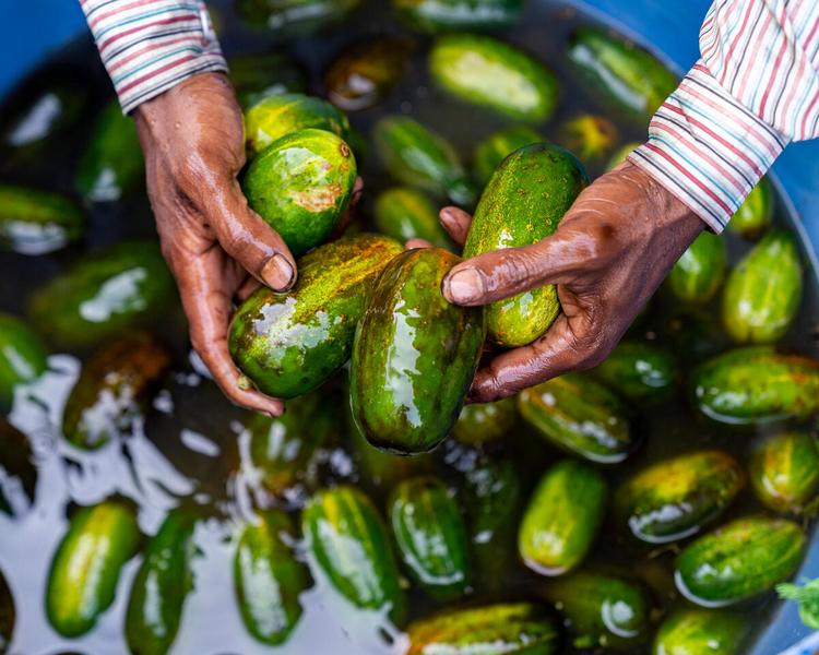 man washing cucumbers in bin of water