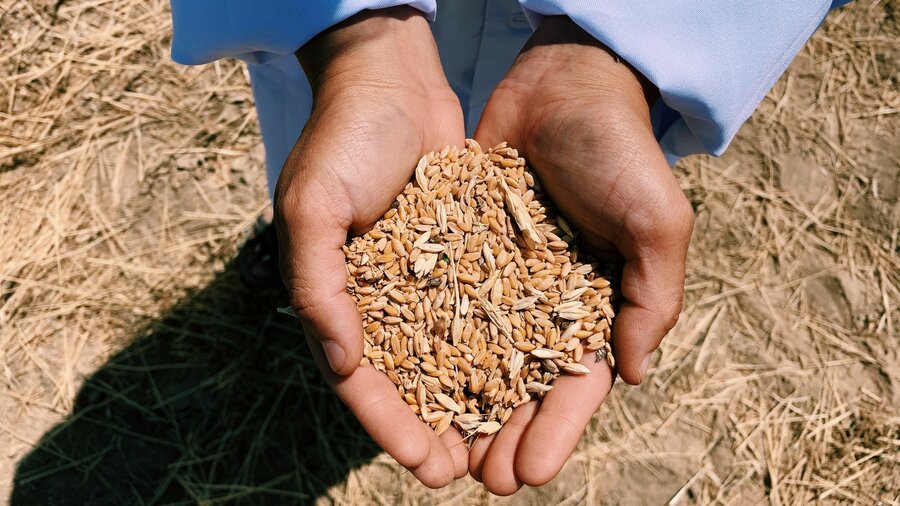 hands holding grains of wheat