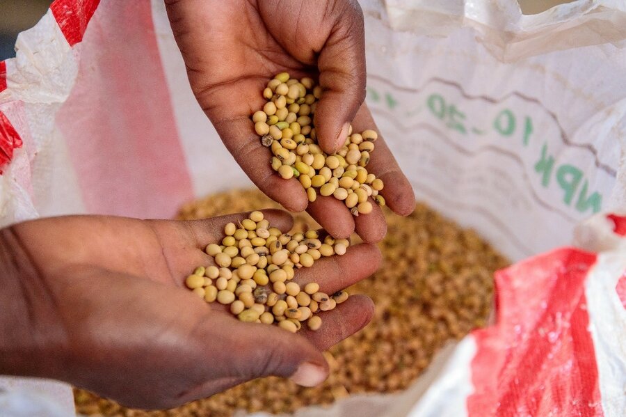 hands holding cowpeas