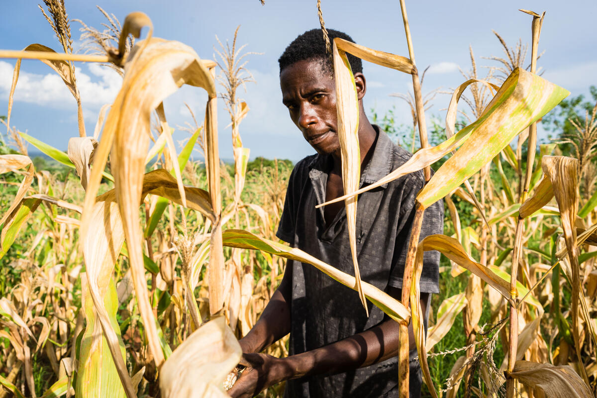 man standing in cornfield