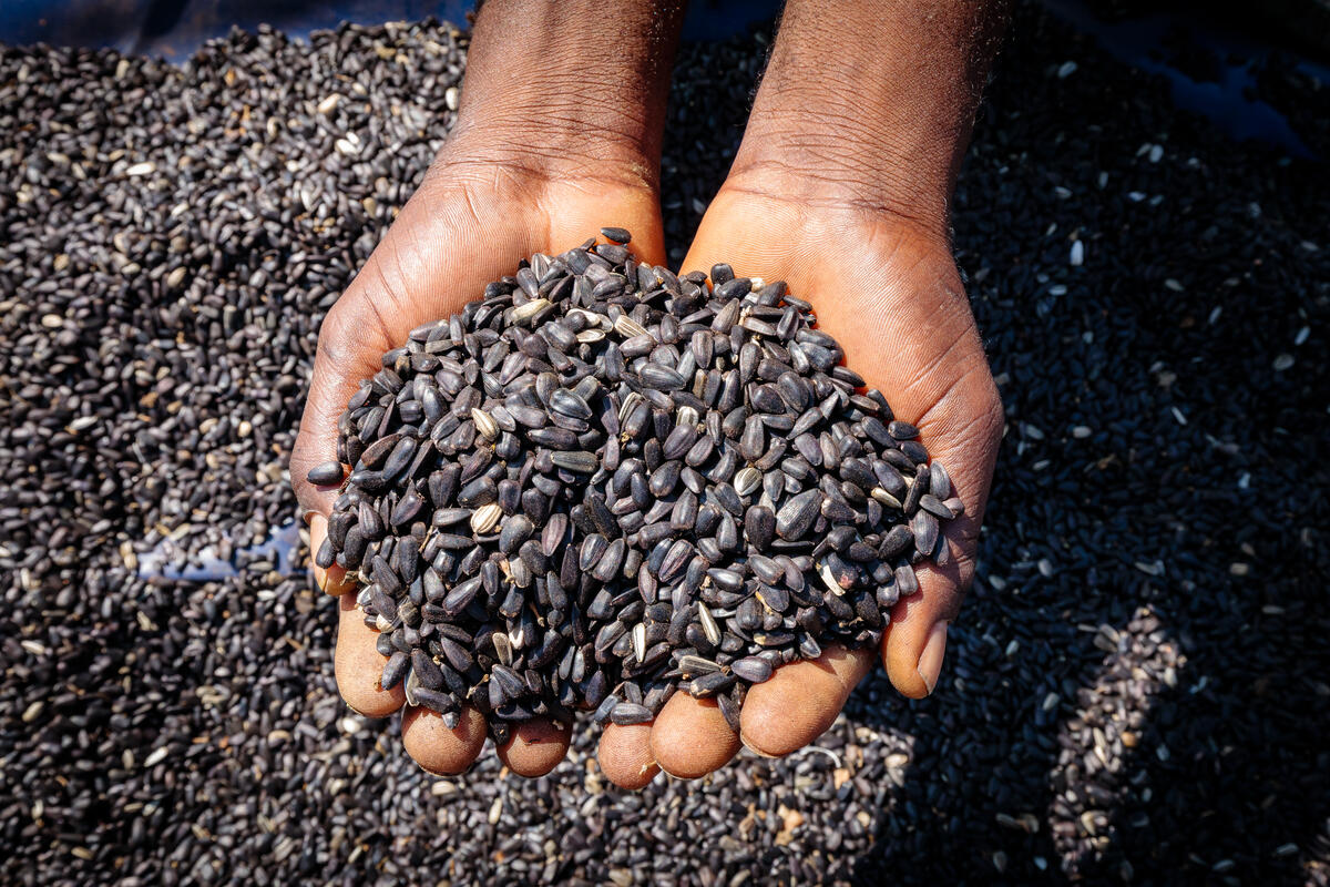 hands holding sunflower seeds