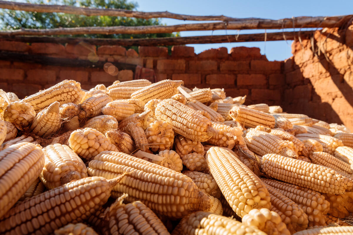 corn in wooden crate