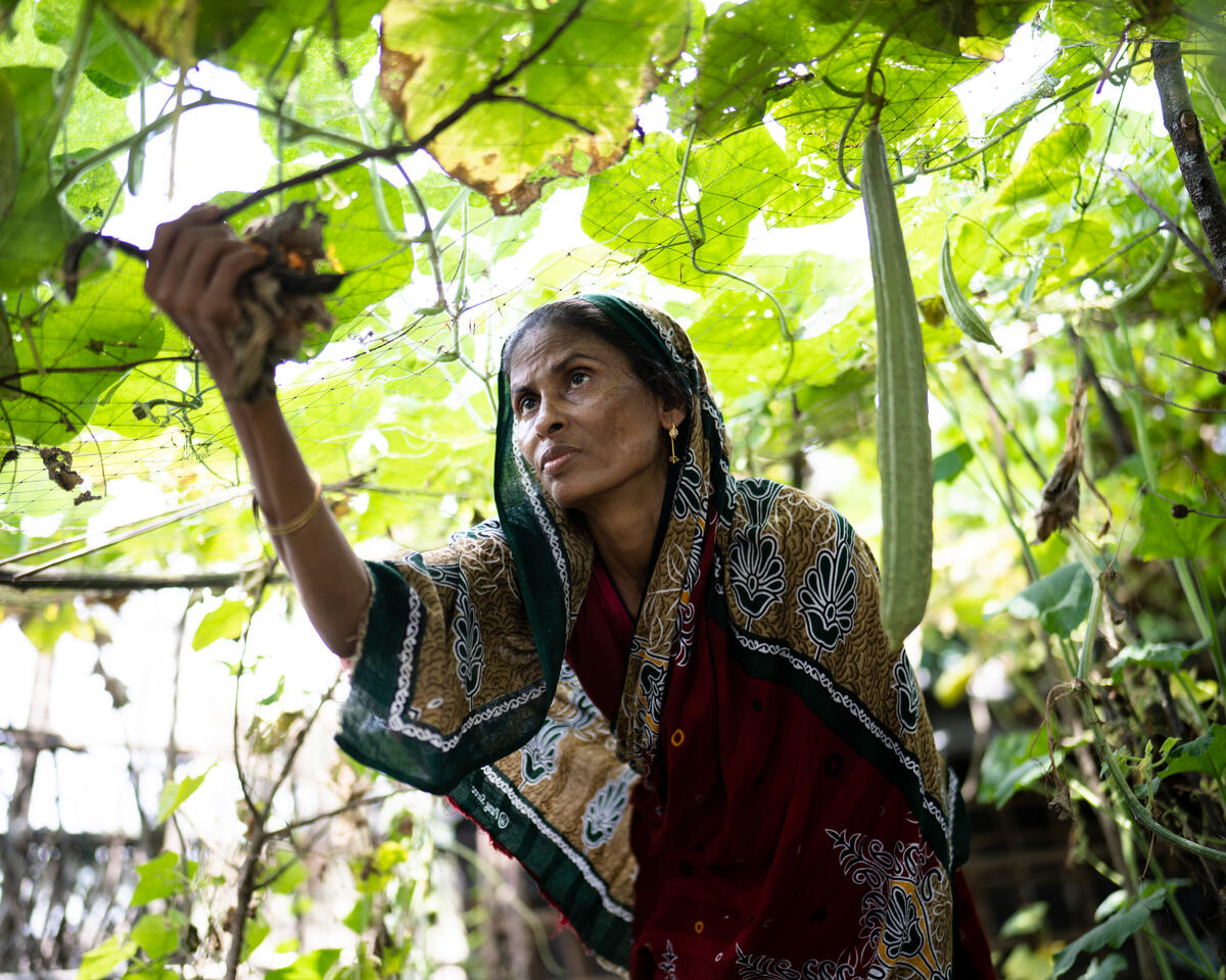 Woman picking vegetables in Bangladesh