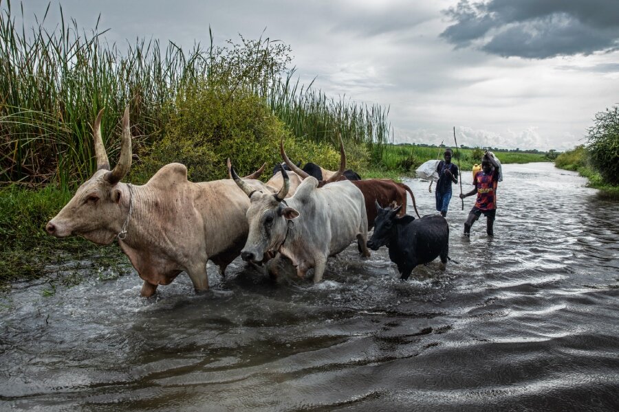 Cattle wading through flooded waters in South Sudan
